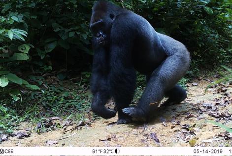 nature gorilla 