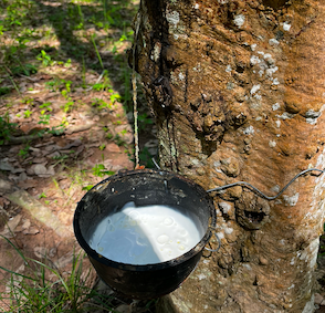 [Press Release] FSC Malaysia launches natural rubber project in ...