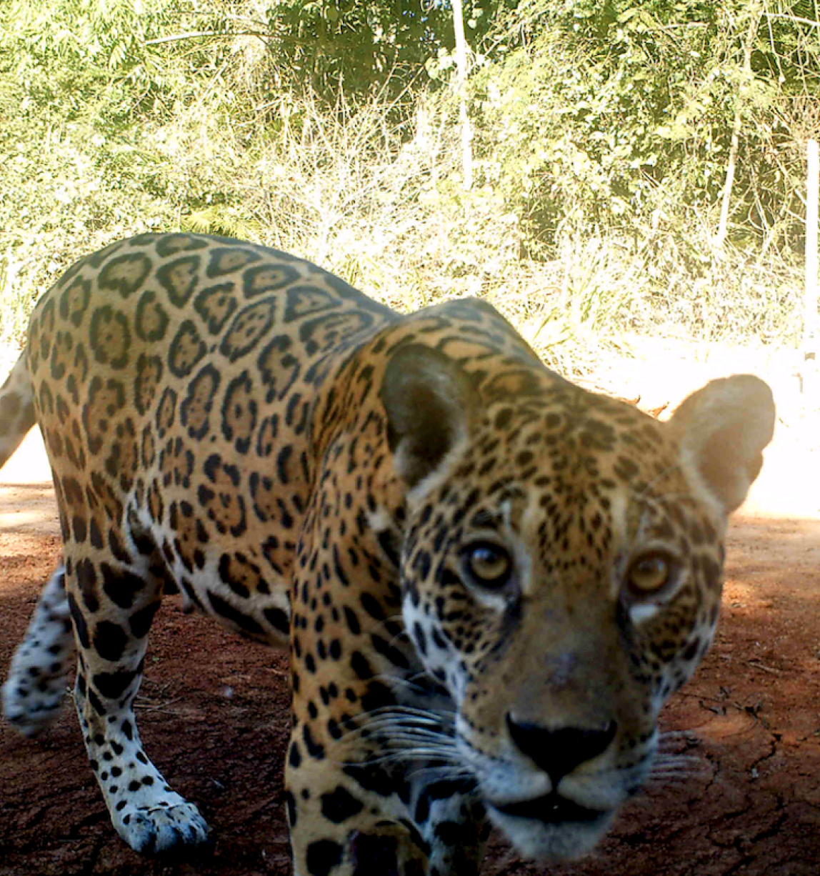otorongo-jaguar