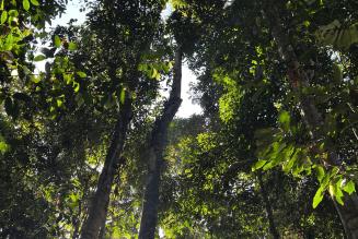 Deramakot 