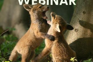 ES webinar