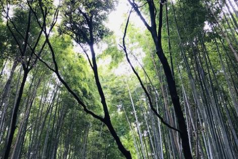 bamboo