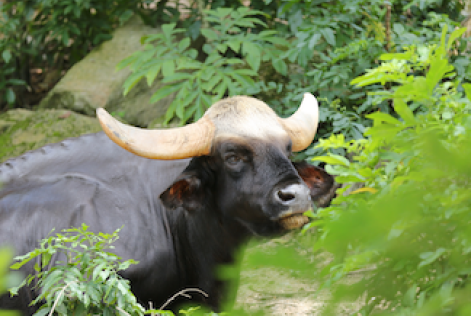 Protecting Forests