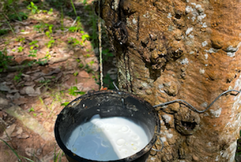 Natural rubber in Rayong