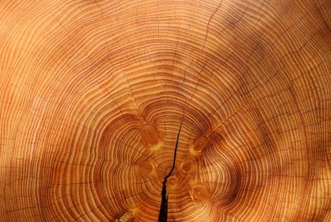 wood