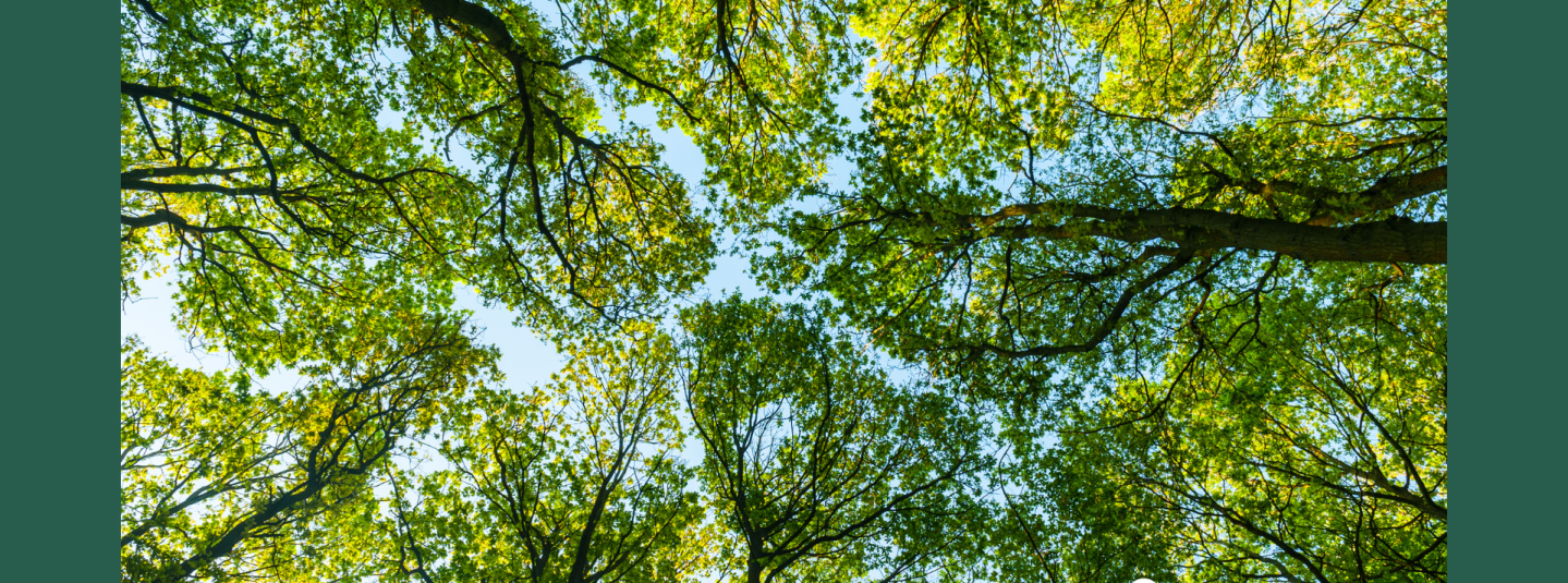 Forest canopy