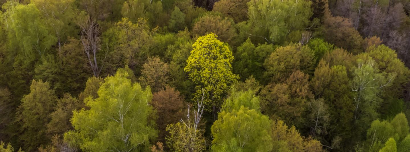 hero image - canopy