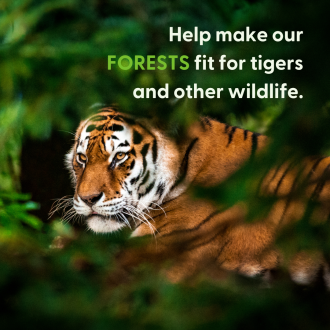 forests fit for tigers and other wildlife