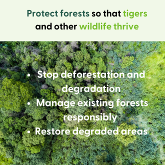 protect forest so that wildlife thrive