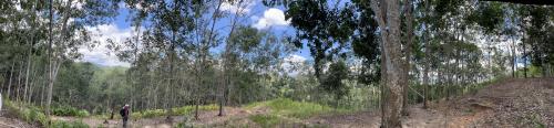 rubber plantation tuaran