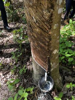 rubber tree latex