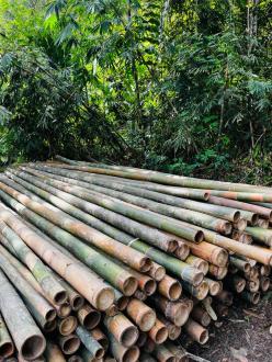 FSC-certified bamboo poles