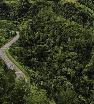 Forest Malaysia