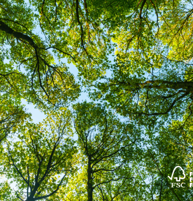 Forest canopy