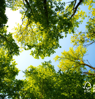 Forest canopy