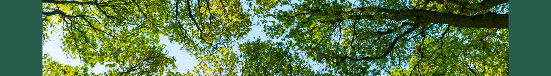 Forest canopy