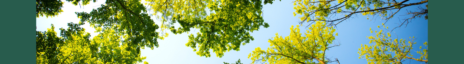 Forest canopy