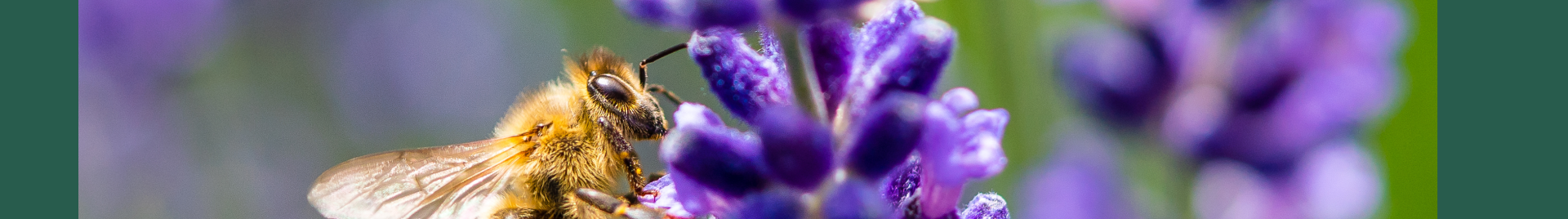 bee