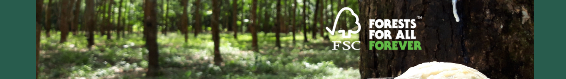 rubber tree latex 