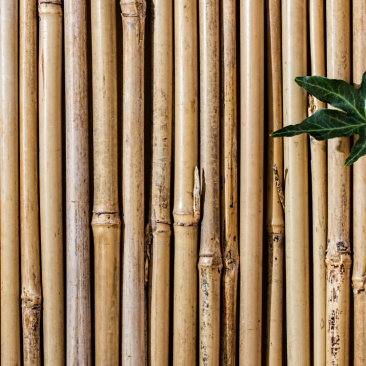 bamboo